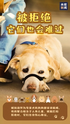 小狗日记