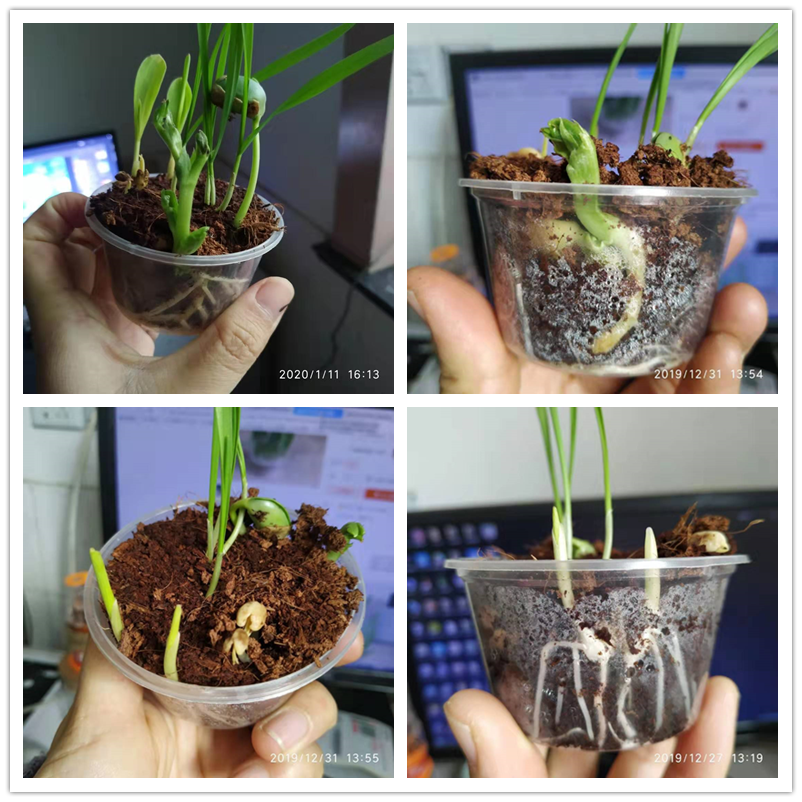 种蚕豆的观察日记
