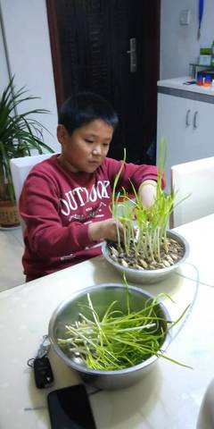 种蚕豆的观察日记