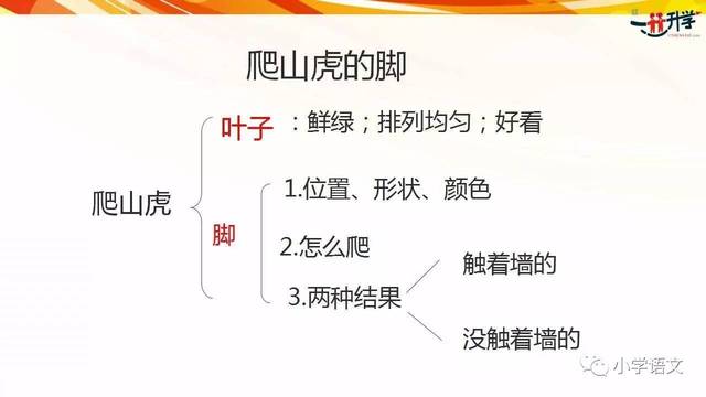 四年级爬山虎的脚课文