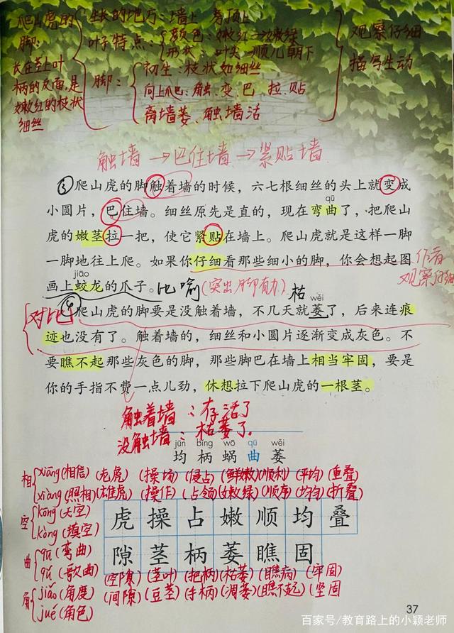四年级爬山虎的脚课文