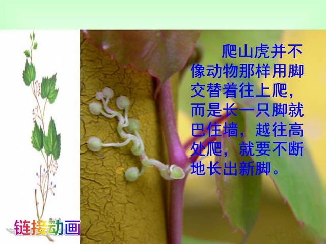 四年级爬山虎的脚课文