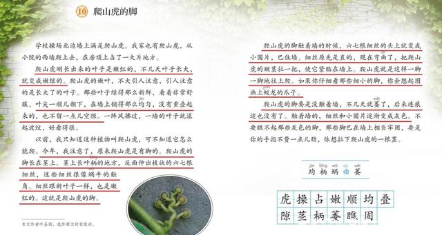 四年级爬山虎的脚课文