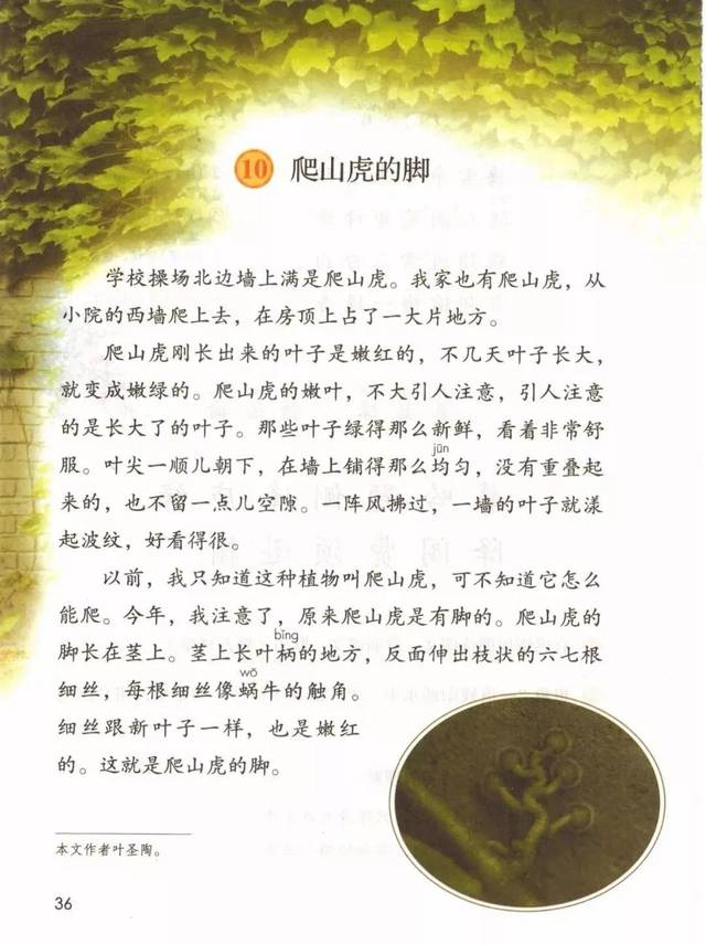 四年级爬山虎的脚课文