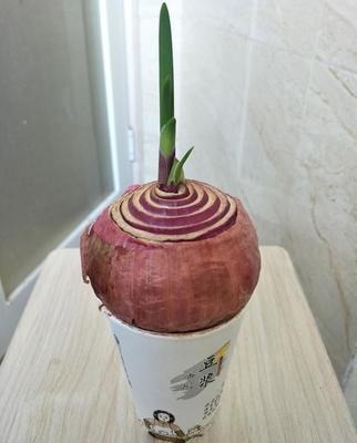 有关洋葱的人生哲理