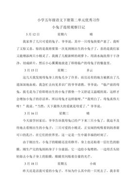 观察日记小兔子