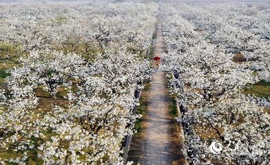 我的家乡砀山