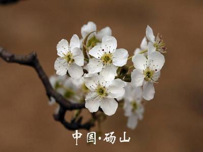 我的家乡砀山