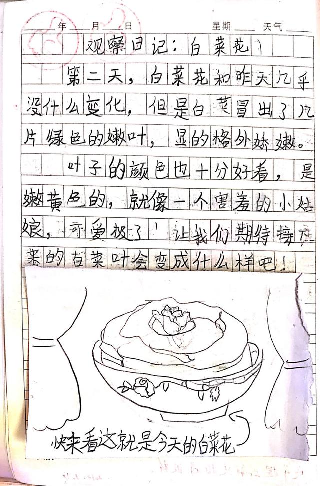 观察日记两百字