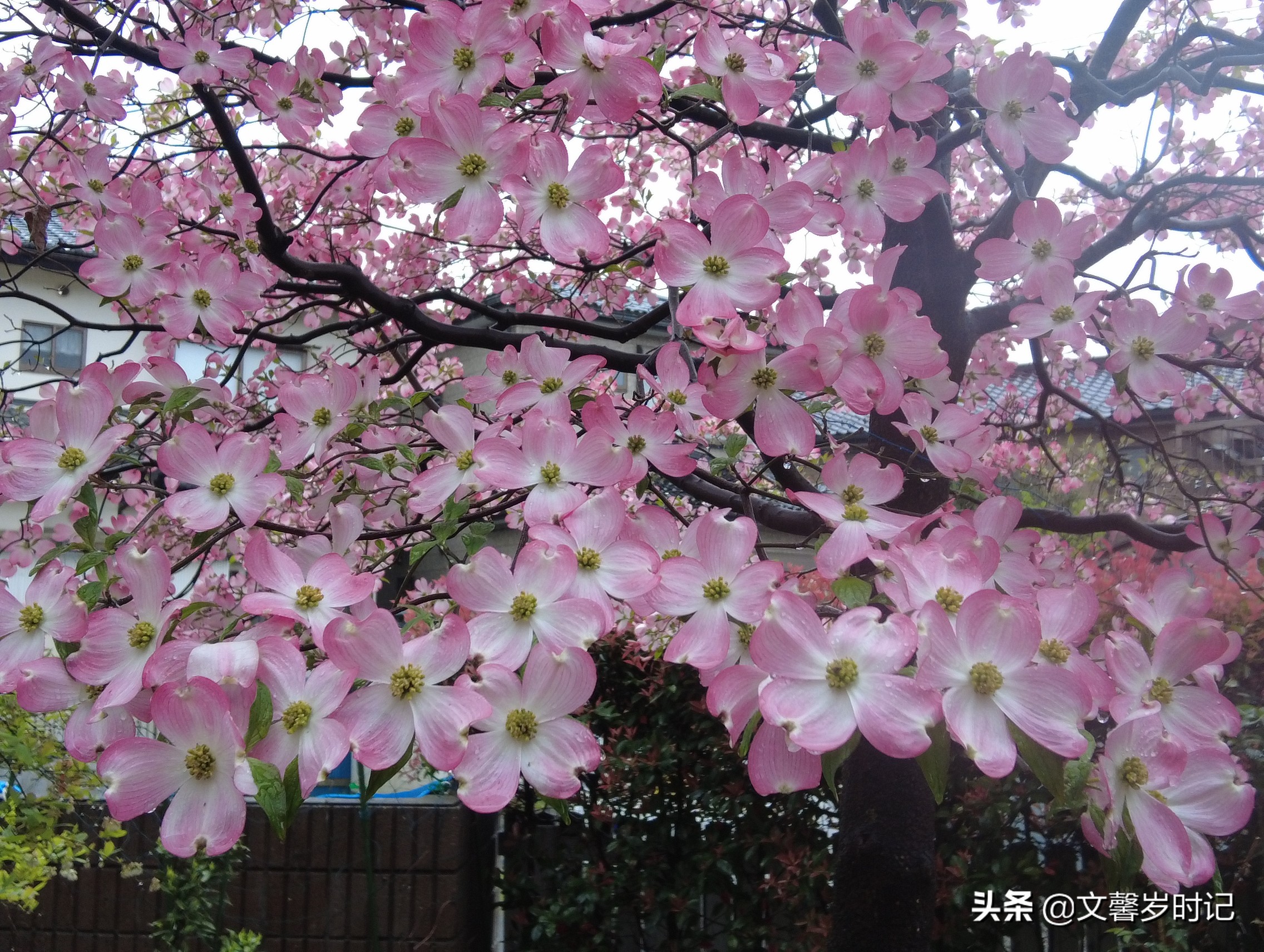 春日记