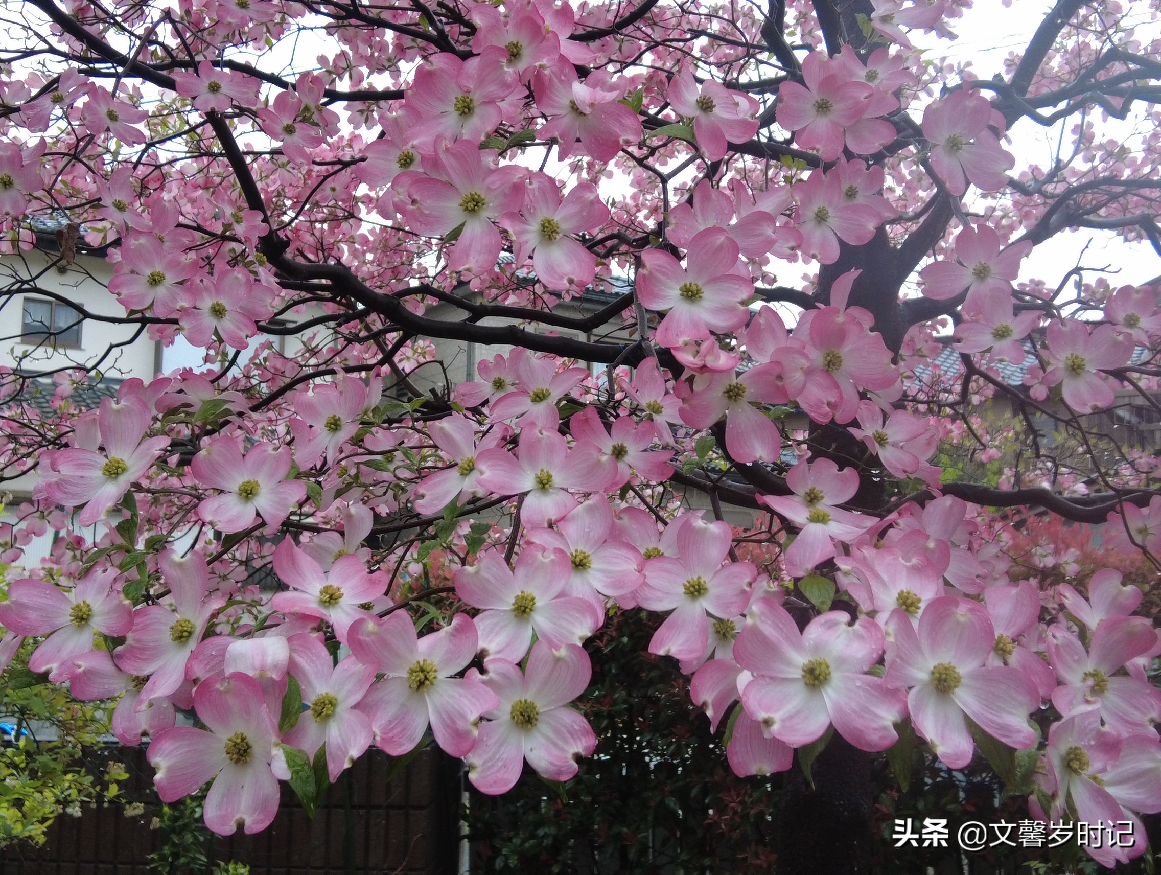 春日记
