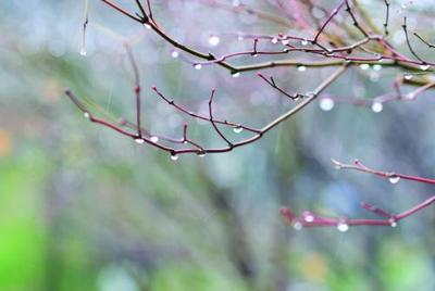 春雨怎么造句