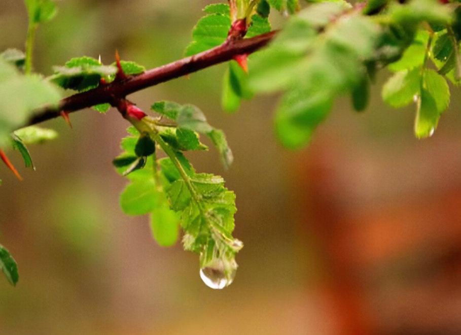 春雨怎么造句