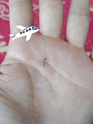 可恶的蚊子日记