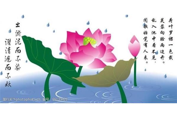 关于莲花的名言