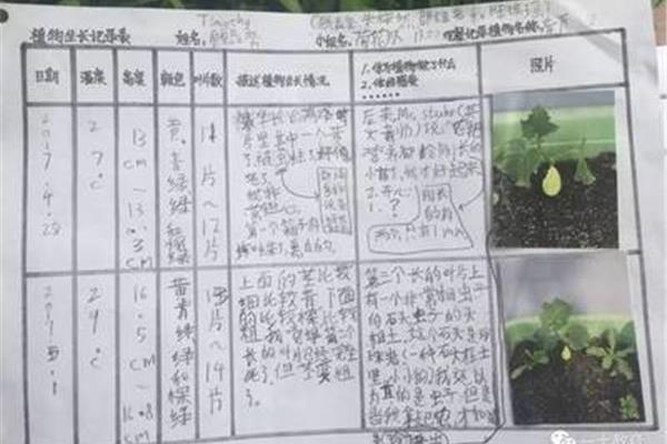 写植物日记