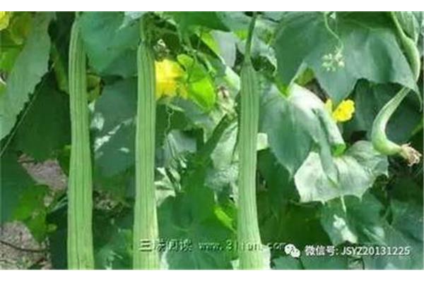 勒着青藤成长
