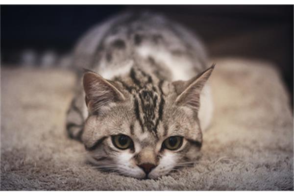 猫心情不好的表现